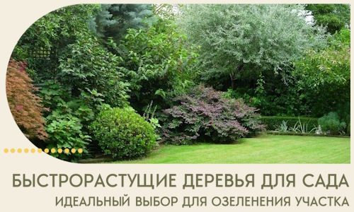 Быстрорастущие деревья для сада идеальный выбор в Кохме