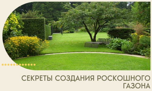 Секреты создания роскошного газона в Кохме